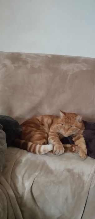 Zaginal kot w okolicach palacyku w baranowicach