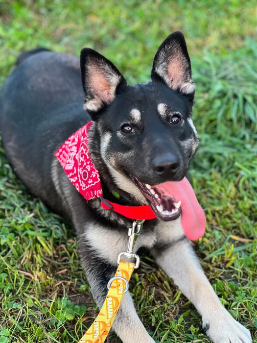 Szczeniak szuka domu- suczka do adopcji