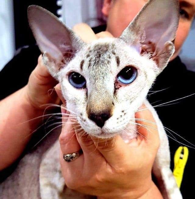 Peterbald   kotka