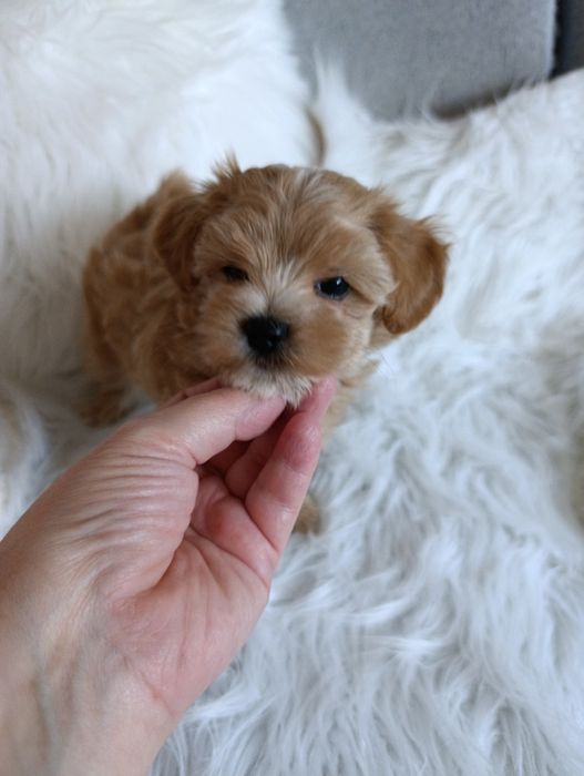 MALTIPOO- cudowna sunia