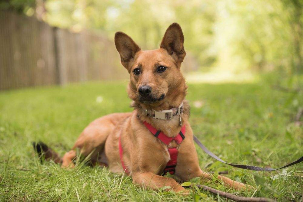 ANIDA - młoda ruda sunia