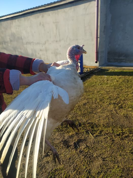 СРОЧНО! Продам индюков.