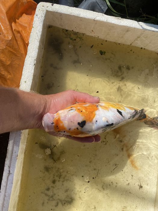 Karp koi selekt Japonia.