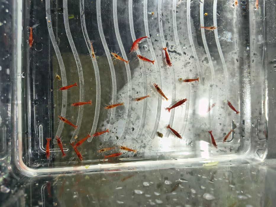 Neocaridinas Red Cherry