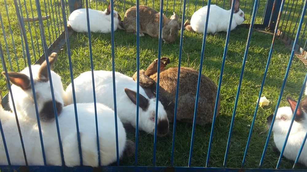 Sprzedam króliki ekologiczne