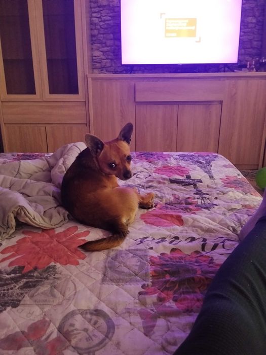 Oddam młodego  pieska