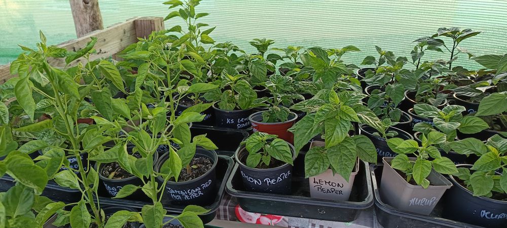 Vendo plantas de malaguetas / pimentas