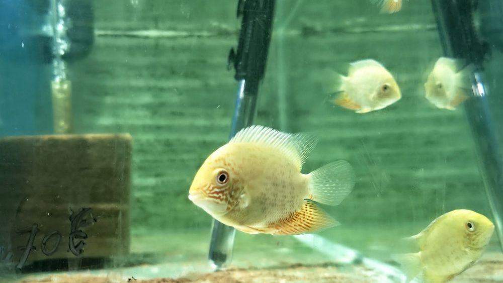 Vendo severum gold