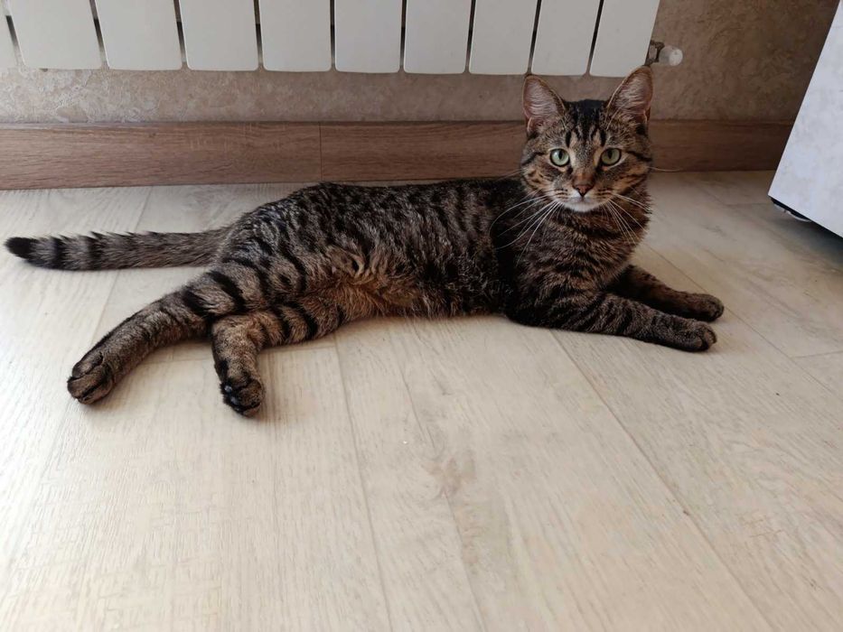 Казковий котик у вашу сім'ю