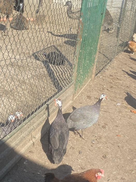 Perlice, perliczki, pentarki -brojler