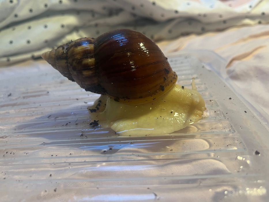 Ślimaki afrykańskie L.Fulica