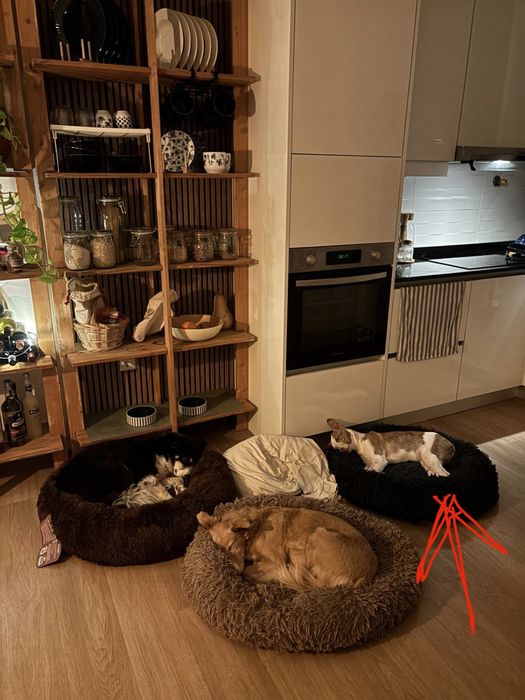 Para Adoção – Maya, 6 meses