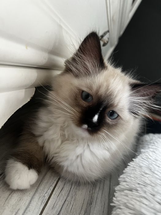 Ostatni Kocurek ragdoll wyjatkowy gotowy do odbioru