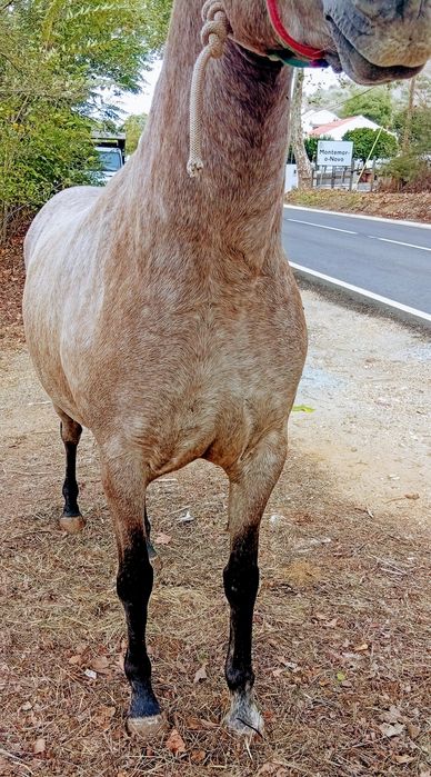 Égua cruzada de português