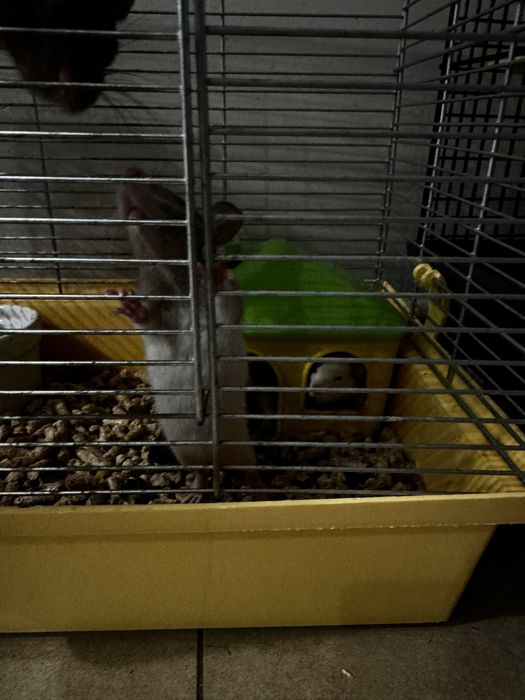 Пацюк, щур, криска