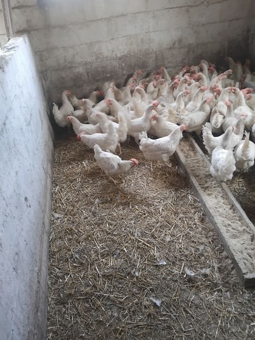 Продам кури несучки