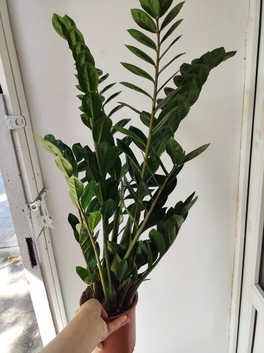 Вазон заміокулькас доларове дерево