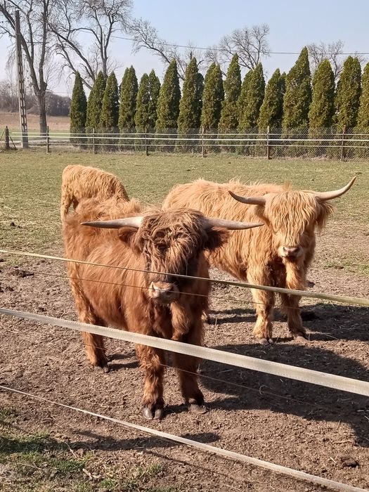 Bydło szkockie, rasa Highland