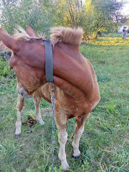 Продам лошицю, 5 місяці, спокійна, ручна