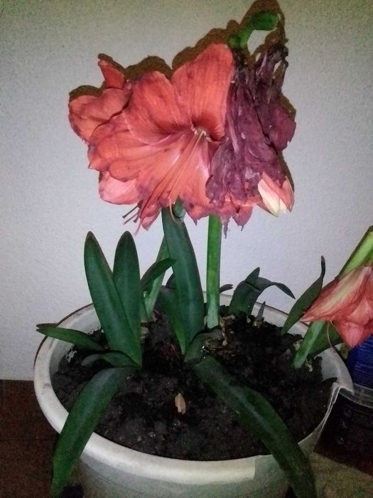Plantas bonitas para o seu jardim