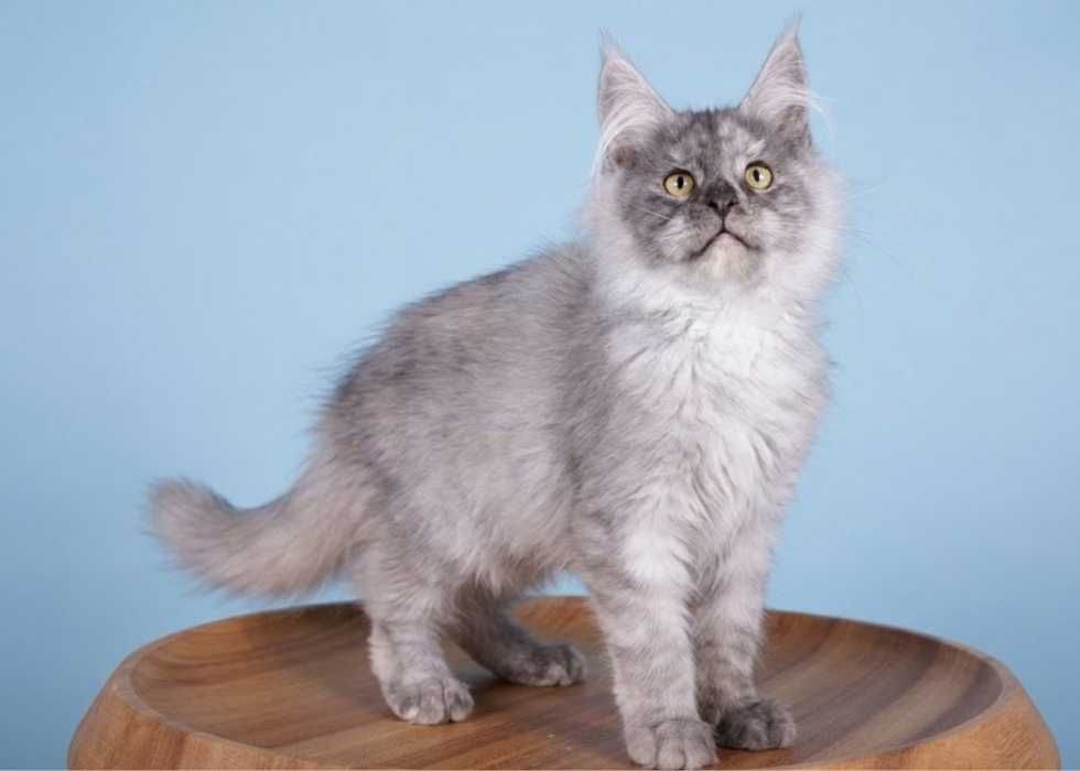 Виставкові Мейн-куни‼️ Купити кошеня Мейн-кун