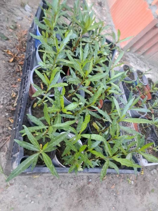 Sprzedam sadzonki oleandra