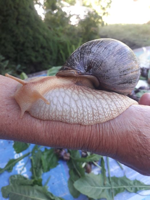 Большие улитки ахатинов распродажа