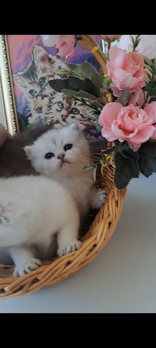 Кошенята, найкращий вибір! Британські котята, срібна та золота шиншила!