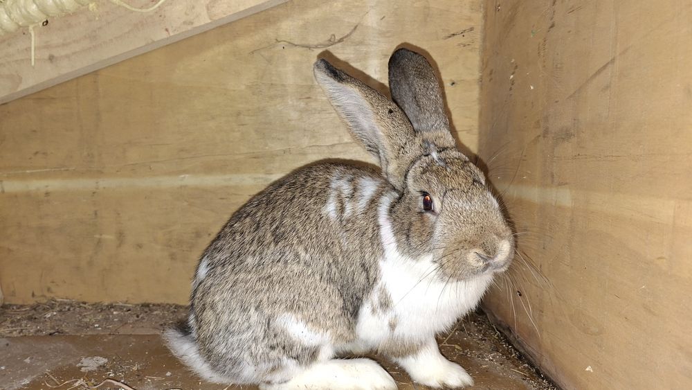 Królik samiec zamienie