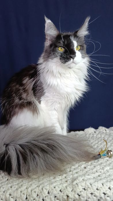 Котик породы Мейн Кун