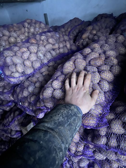 Продаєтся картопля насінева