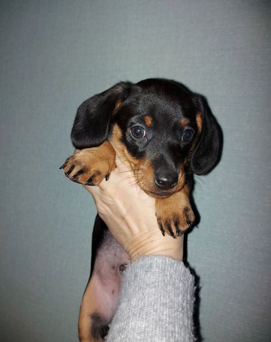 Чорнопідпалий красень від шикарних батьків.