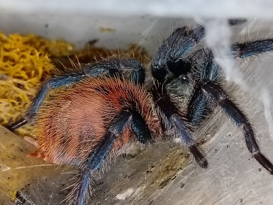 Chromatopelma samica