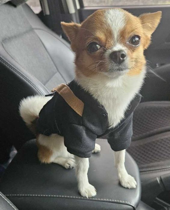 В'язка  чихуахуа міні стандарт