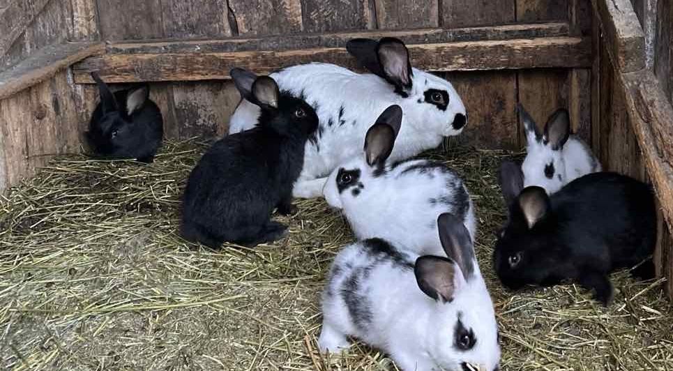 Кролики дуже милі і красиві