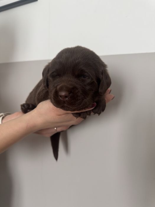 Labrador retriever czekoladowa suczka