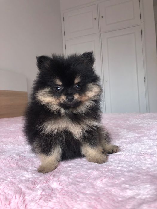 Lulu da Pomerânia Mini Macho