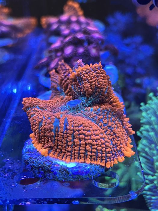 Корали мʼякі морський акваріум