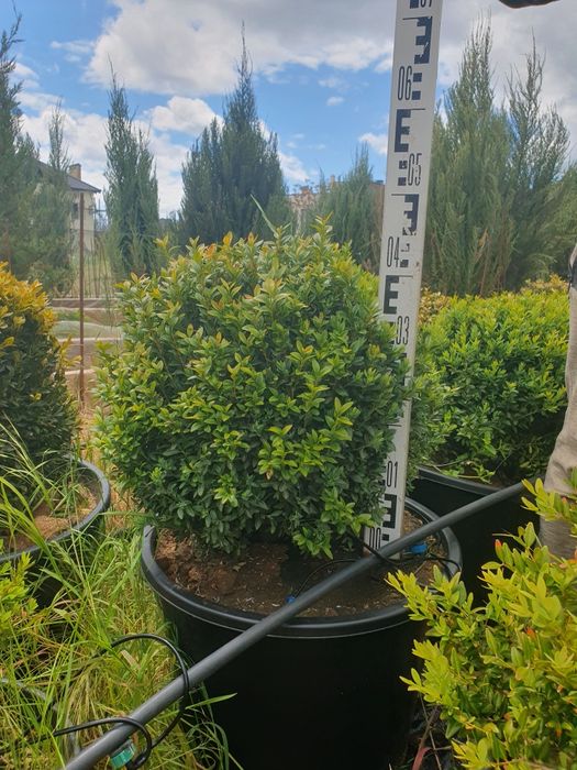 Самшит буксус  20 см п9 2года