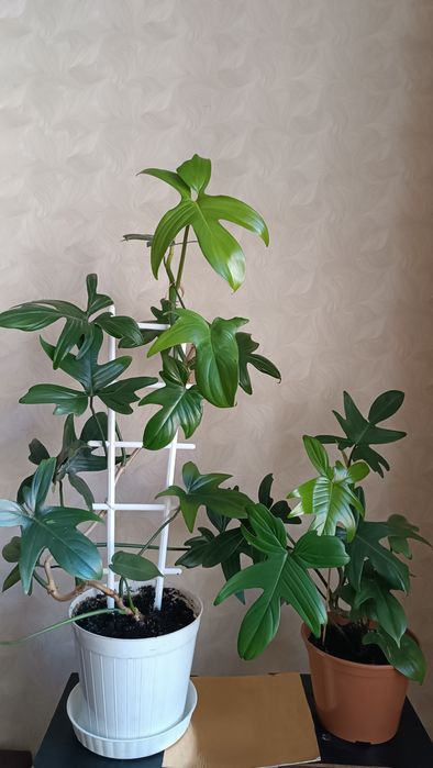 Цветок Лиана филодендрон