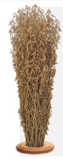 Soja nasiona soi MAESTRO C/1 ŚREDNIO WCZESNA /00+/