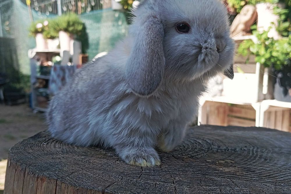 Cudowne króliczki mini lop