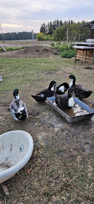Kaczki staropolskie, francuskie i biegusy