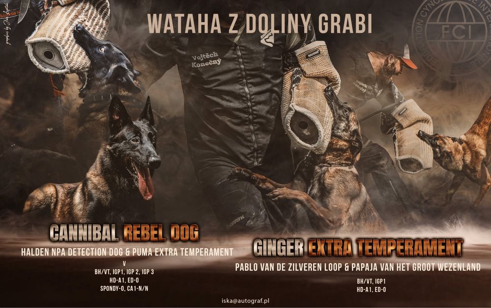 Owczarek belgijski Malinois