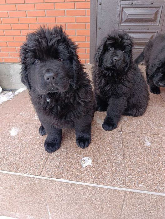 цуценя 2 місячне ньюфаунленд