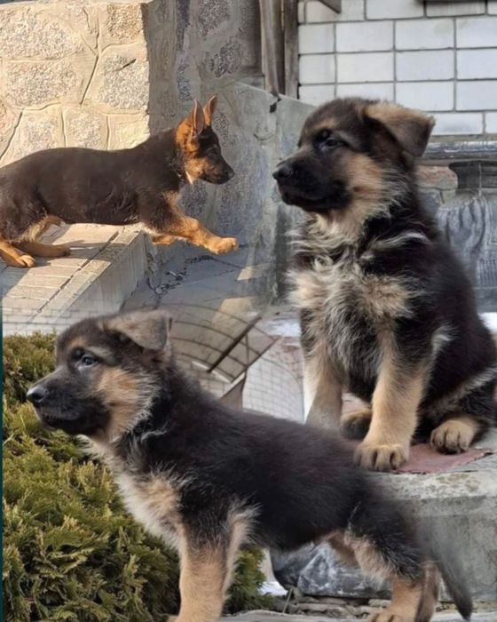 Малыши- немецкая овчарка!!!