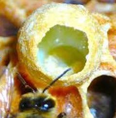 Маточное молочко чистое свежезамороженное (30 дн курс)