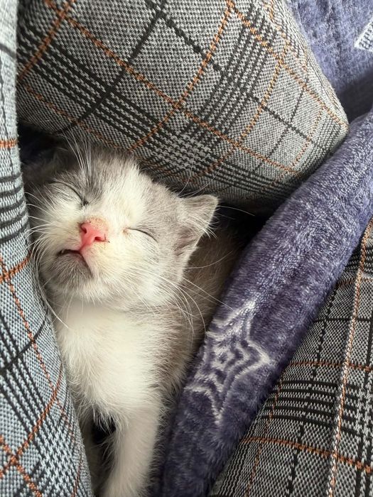 Кошеня(хлопчик) БЕЗКОШТОВНО в добрі руки
