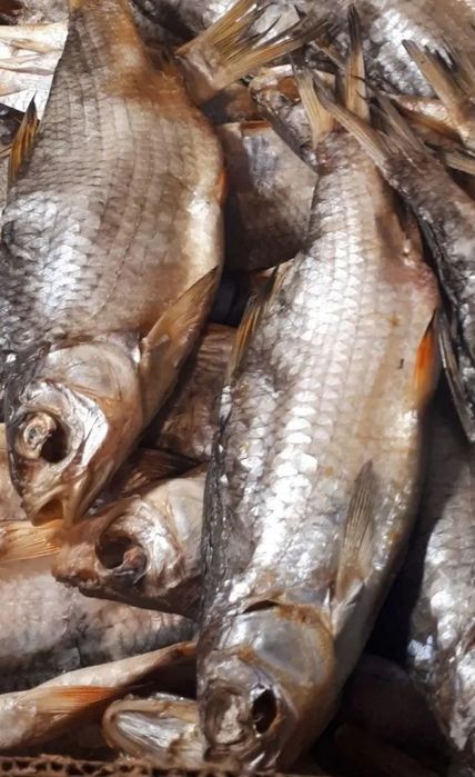 Таранка ПЛОТВА  та ОКУНЬ