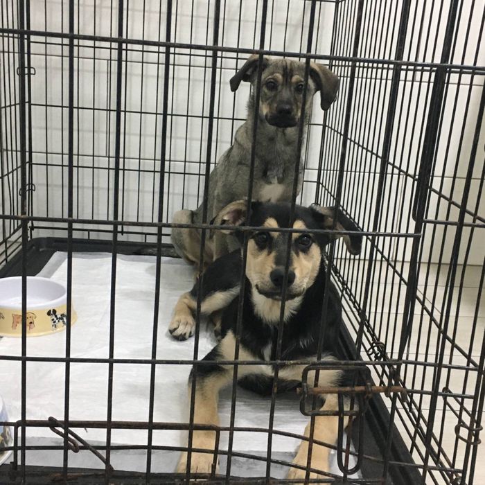 Шукаєм родини для двух цуценят